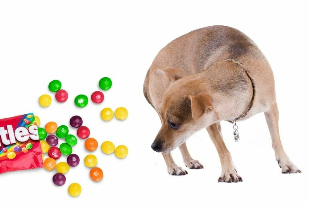 Dog and skittles