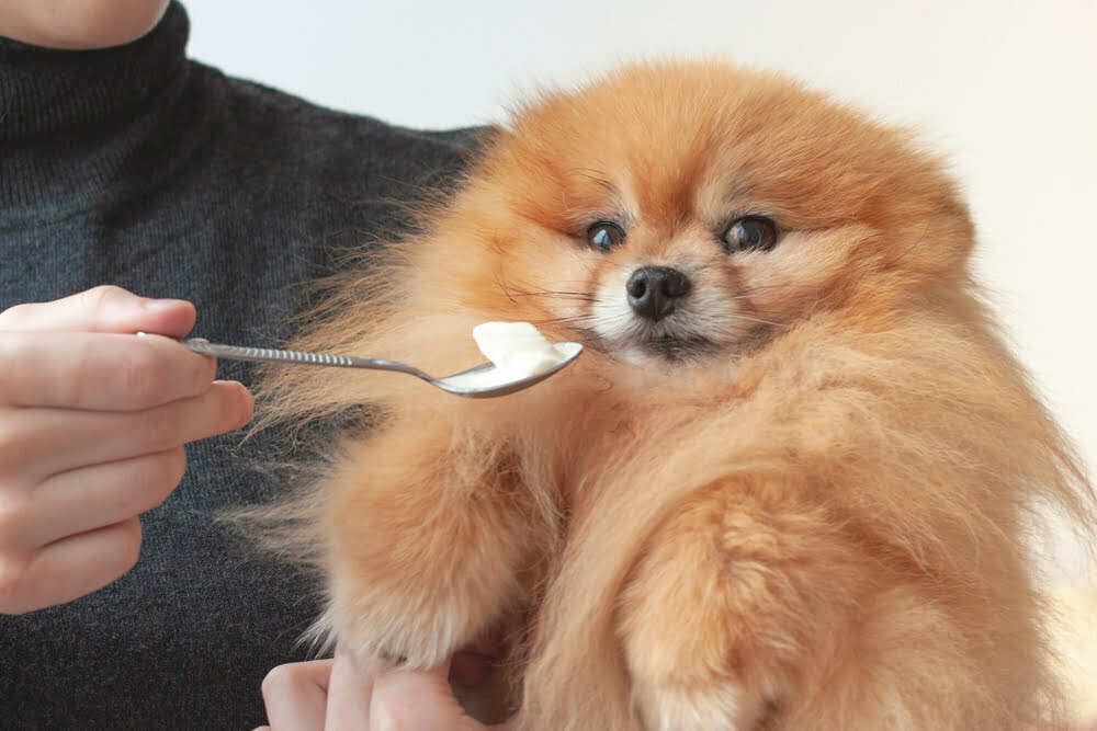 Feeding dog sour cream.