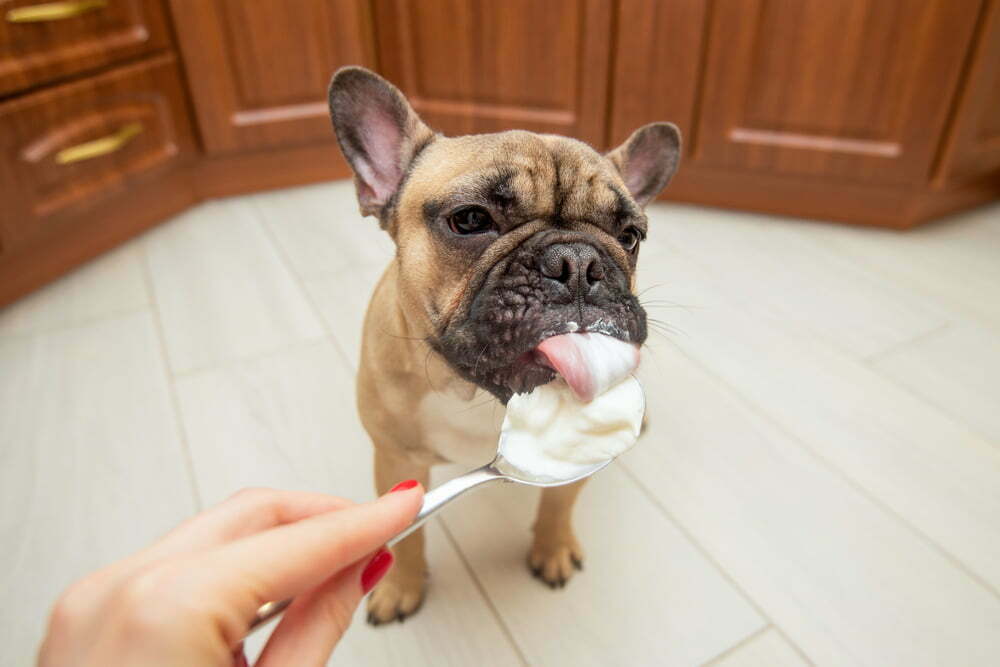 Dog eating sour cream from spoon.