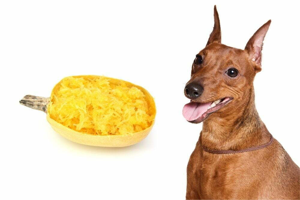 Dog and spaghetti squash