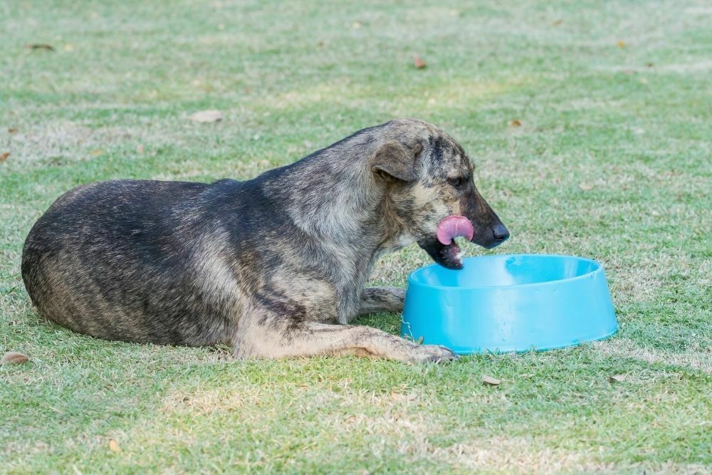 Dog sitting on the grass eating