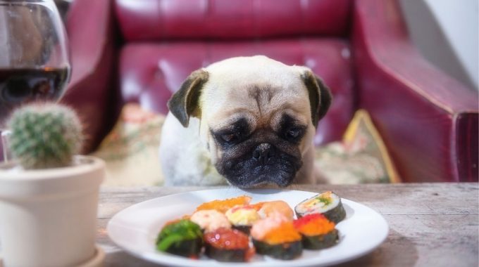Pug Dog With A Plate Of Sushi
