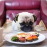 Pug Dog With A Plate Of Sushi