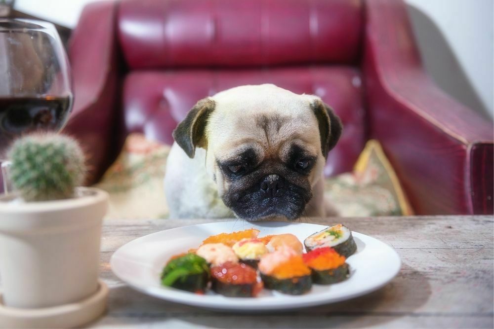 Pug dog with a plate of sushi