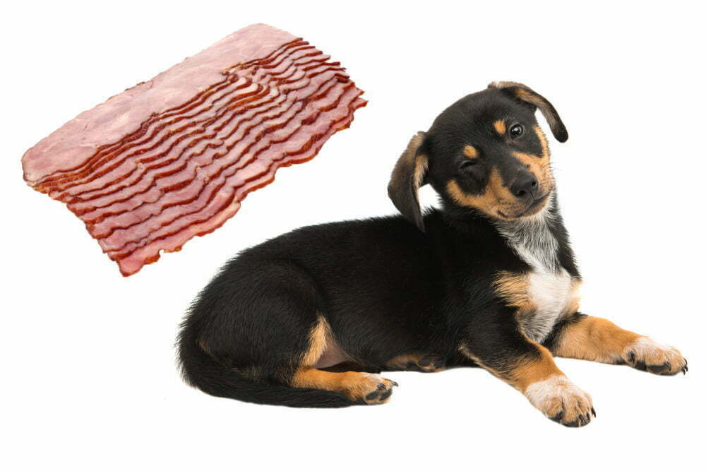 Dog And Bacon