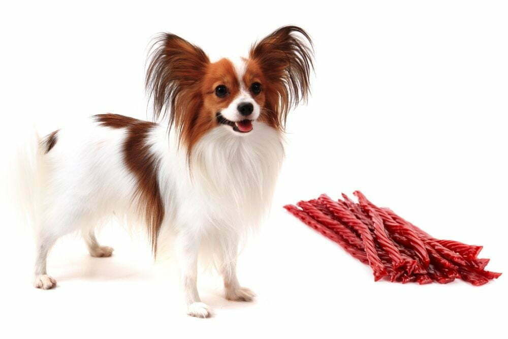 dog and twizzlers