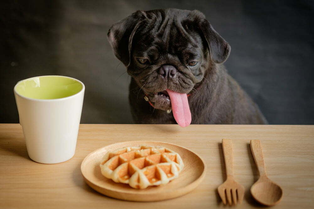 Pug dog staring at a waffle on a wooden plate.