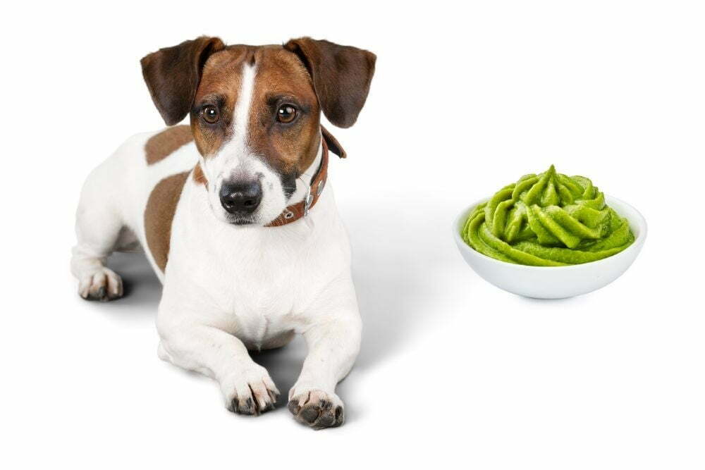 Dog and wasabi