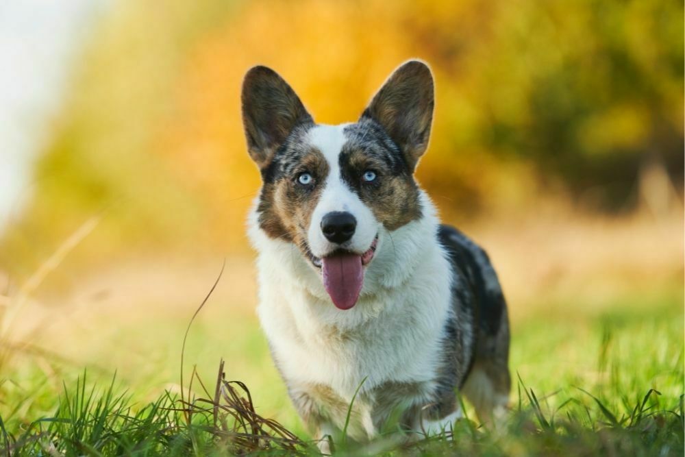 Cardigan welsh corgi