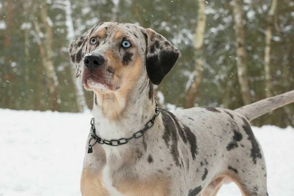 Catahoula leopard dog