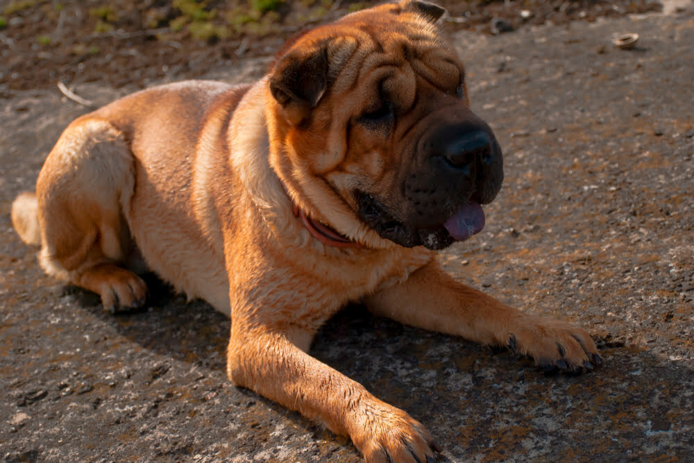 Chinese shar-pei