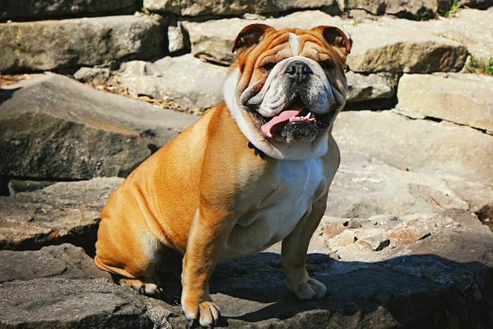 English bulldogs