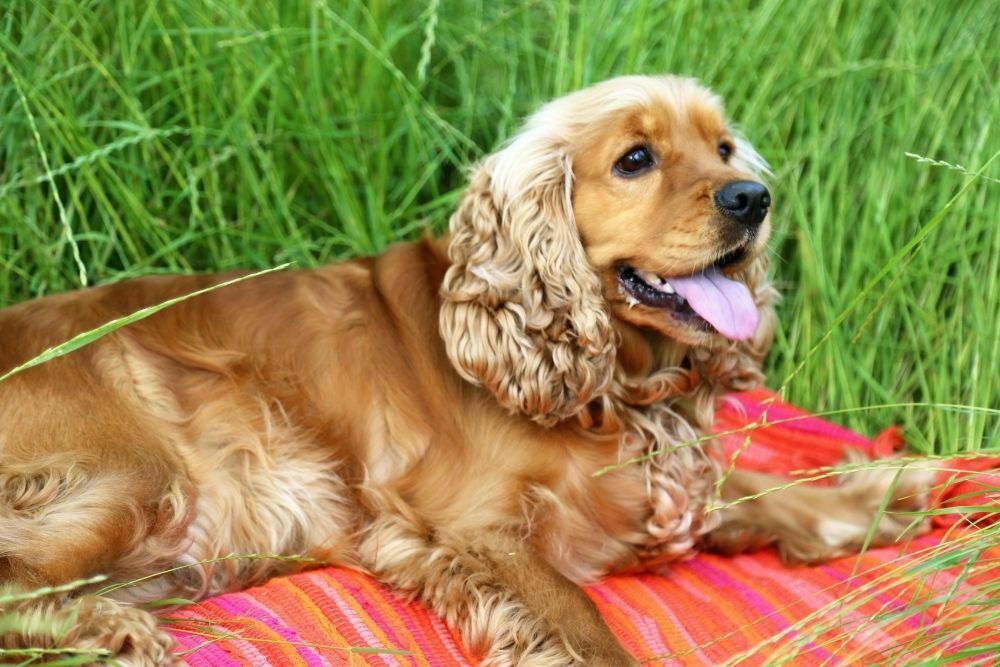 English cocker spaniel