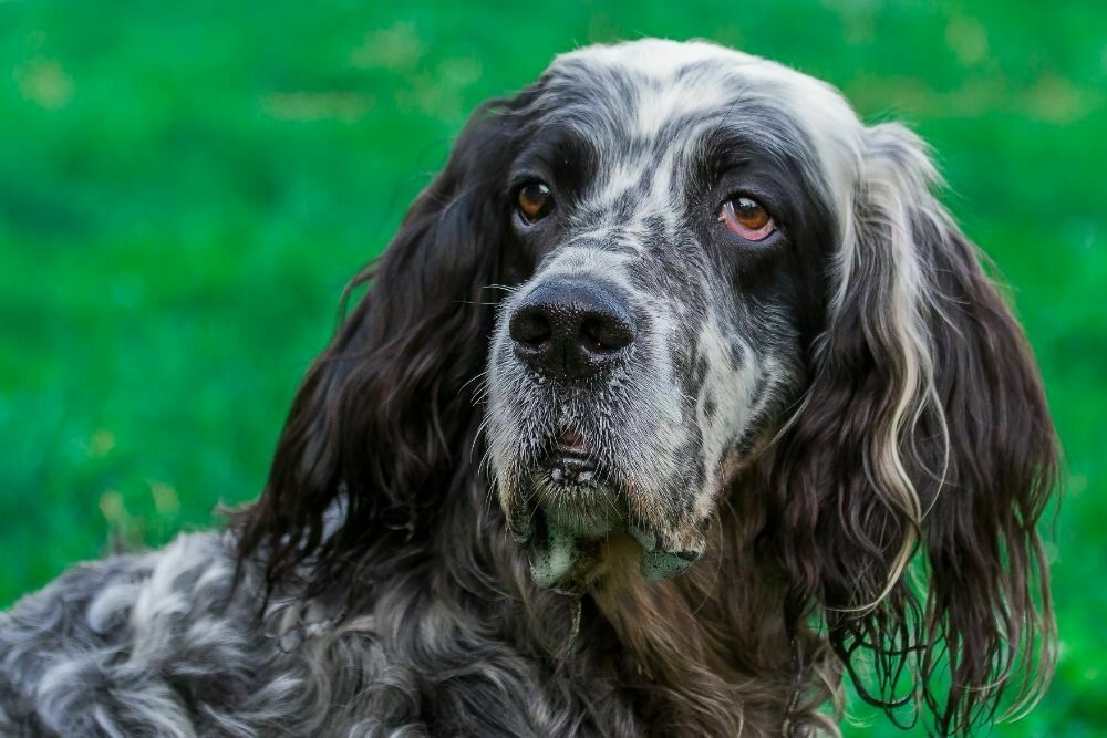 English setter