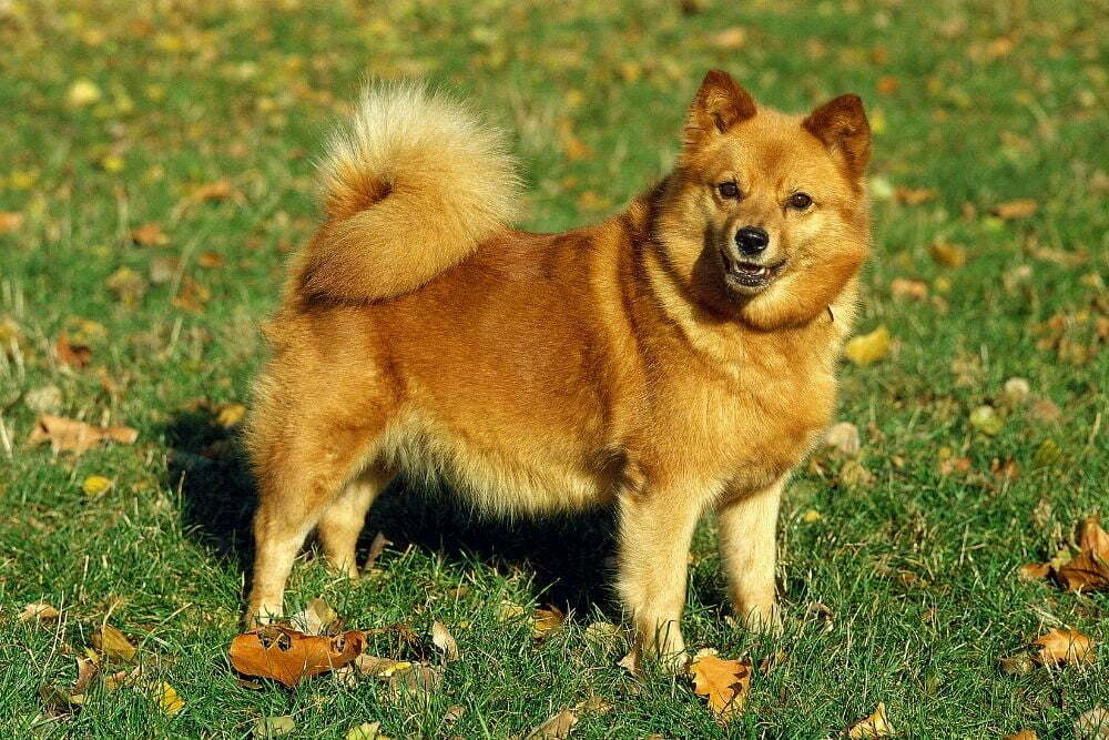 Finnish spitz