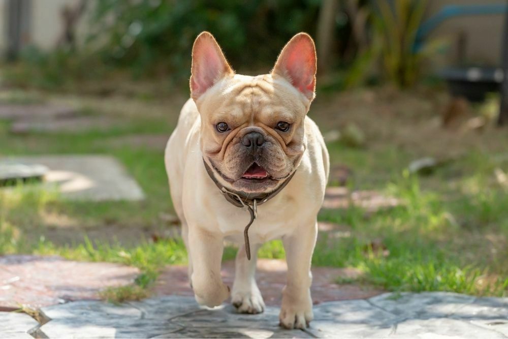 French bulldogs