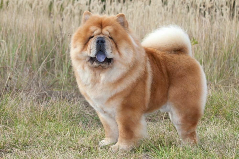Full breed chow chow