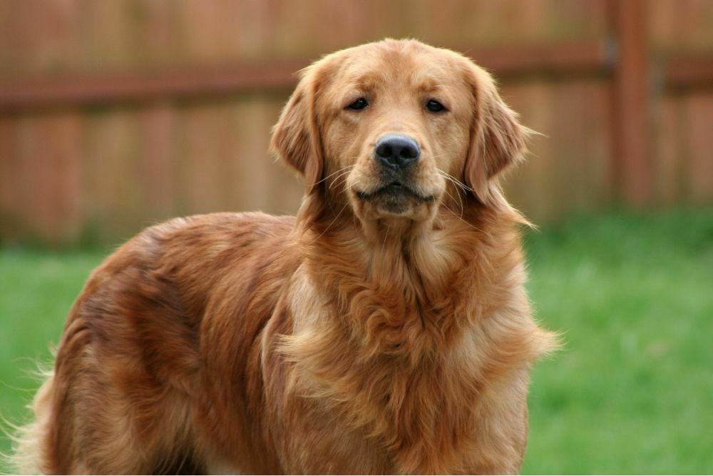 Golden retriever