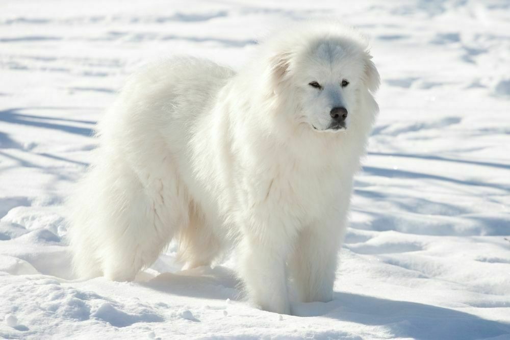 Great pyrenees