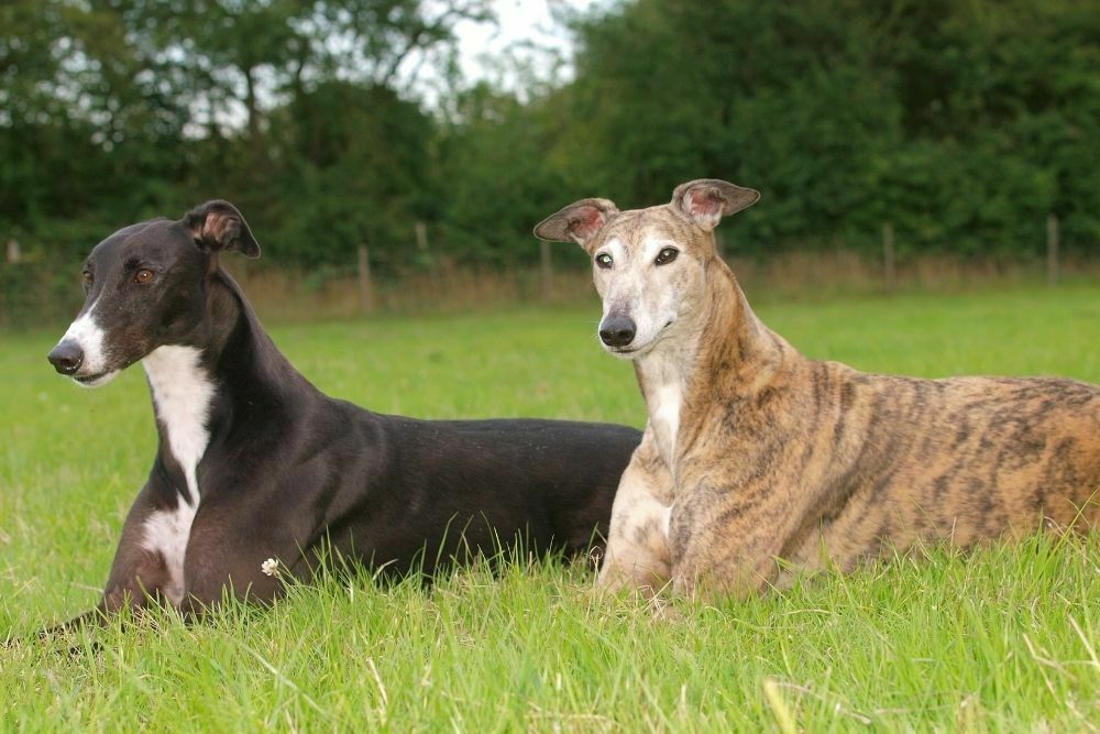 Greyhounds