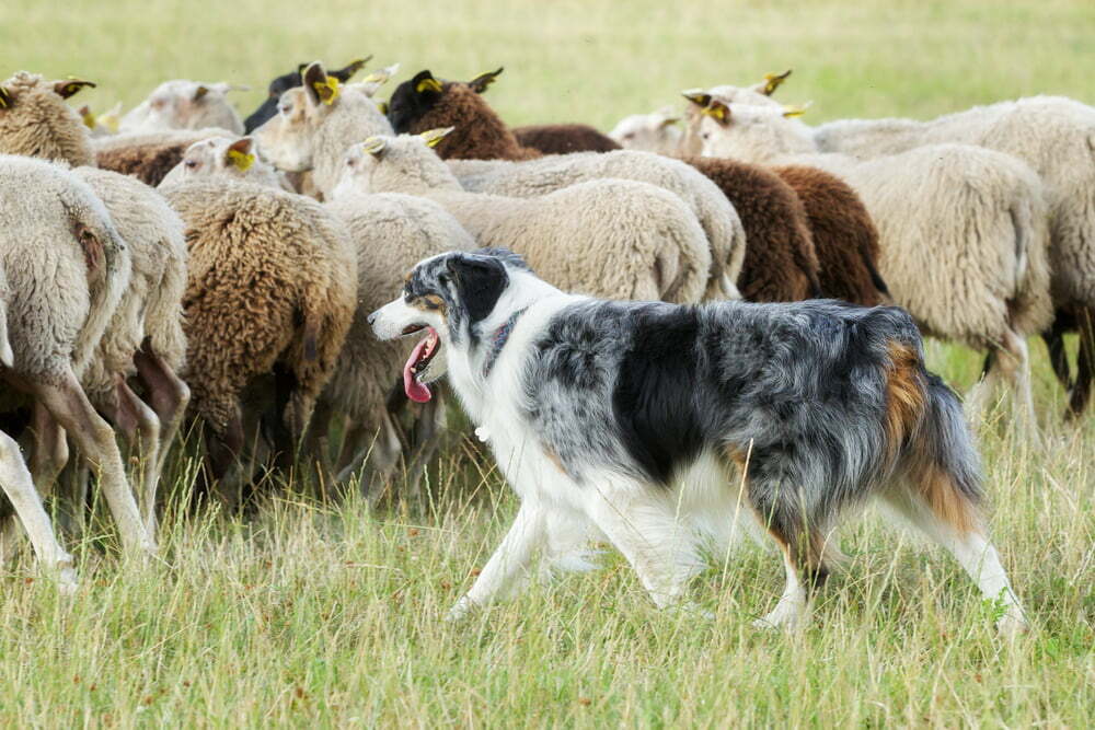 Herding dogs