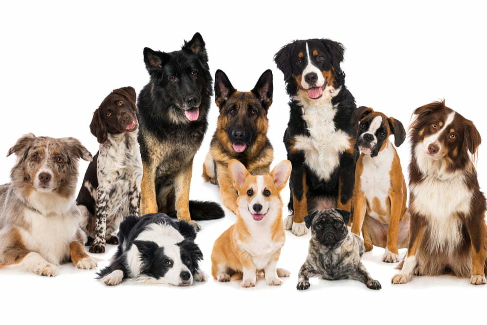 How Many Dog Breeds Are There? PetDT