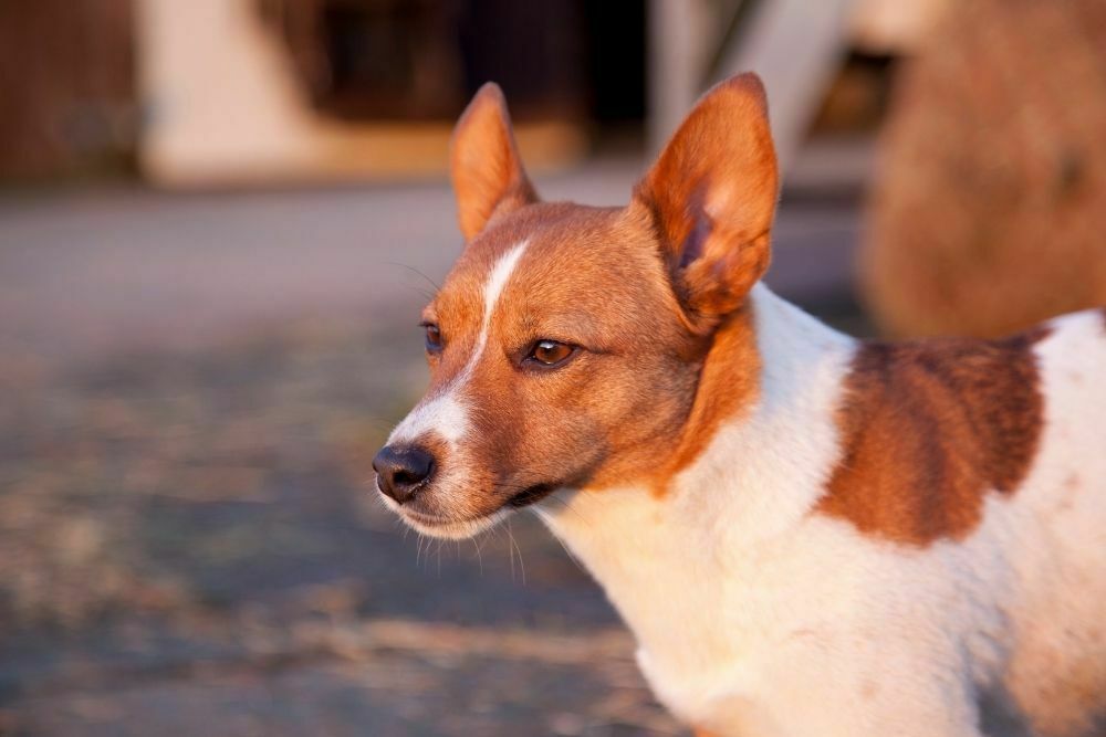 Jack russell terrier