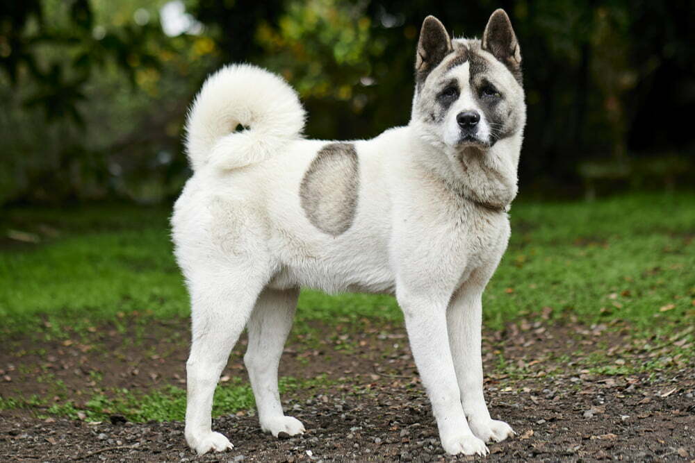 Norwegian buhund