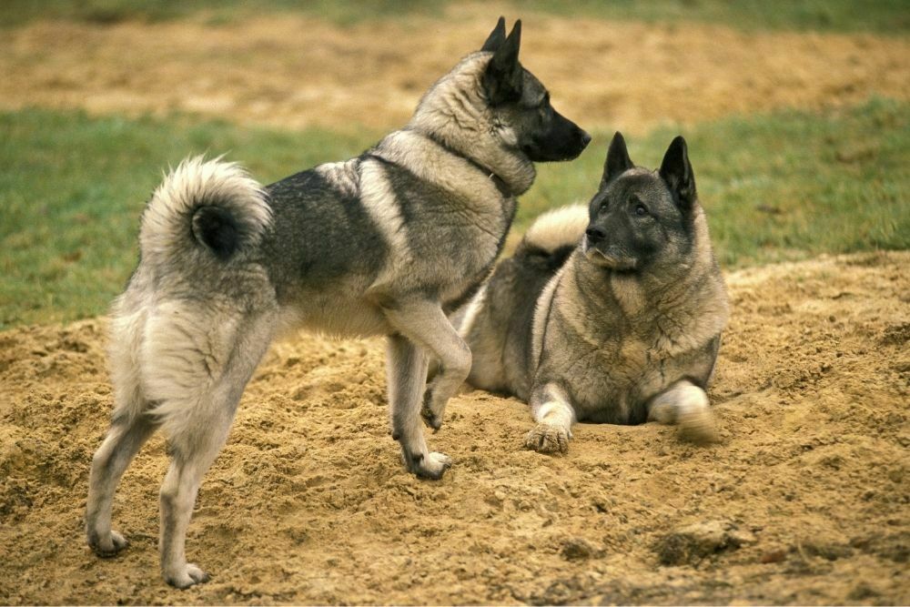 Norwegian elkhound