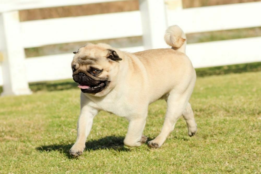 Pug