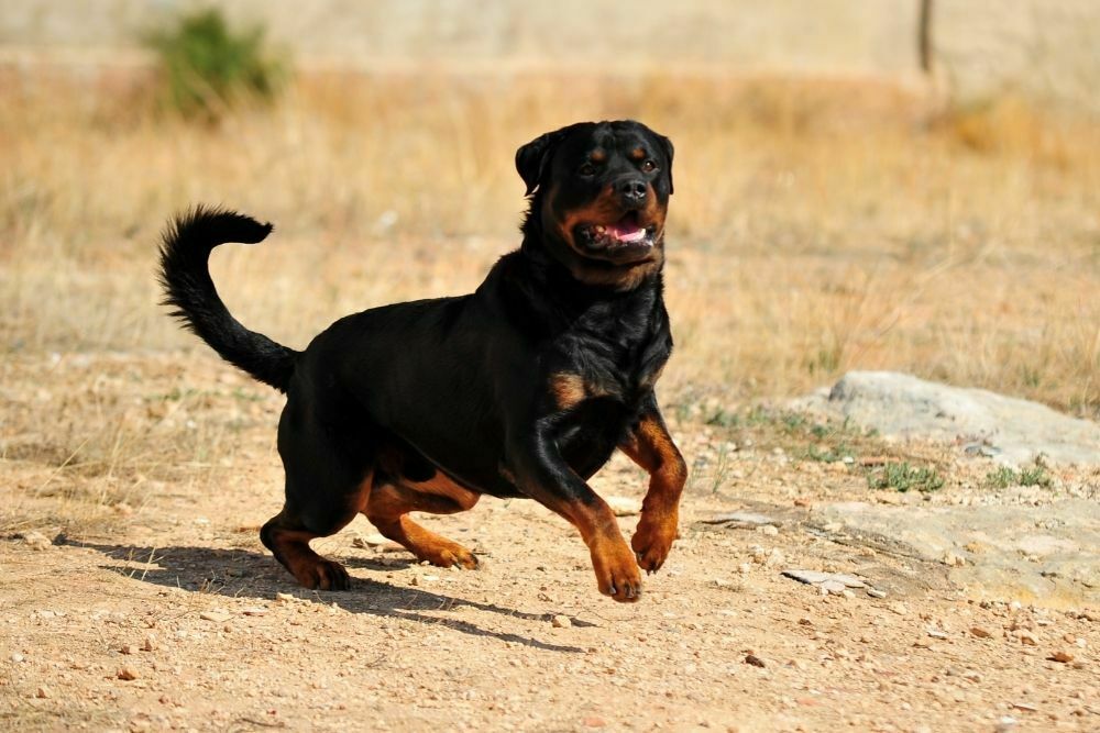 Rottweilers