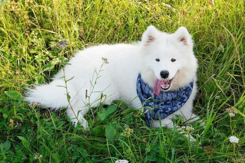 Samoyed dog