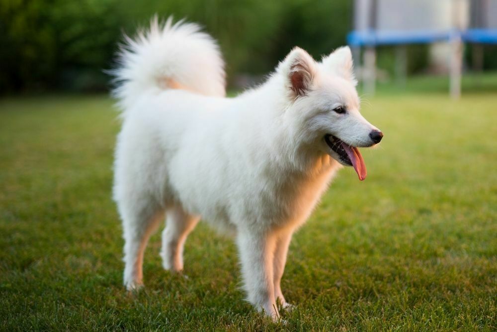 Samoyed