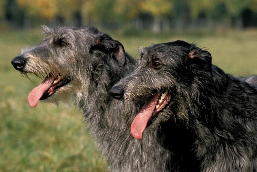 Scottish deerhound