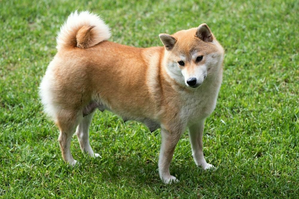 Shiba inu