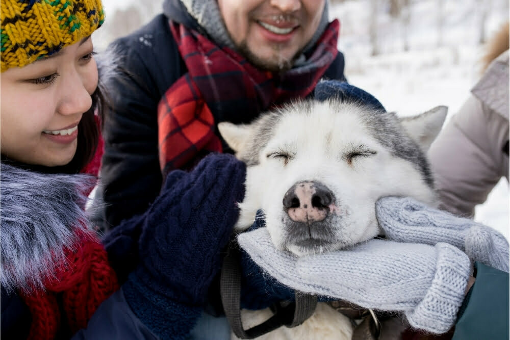 Siberian husky pink nose