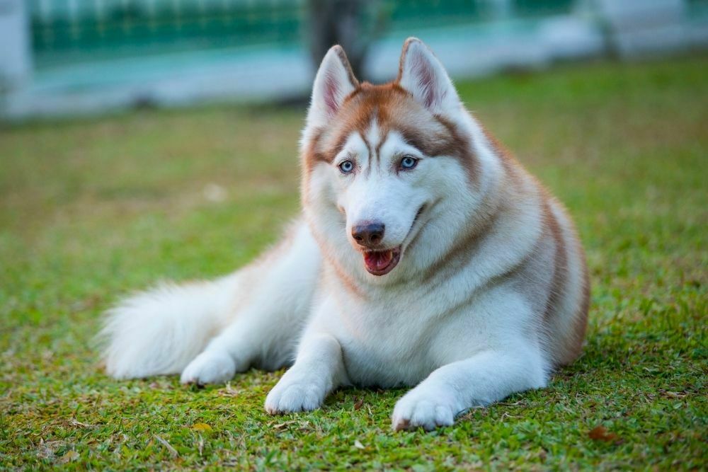 Siberian husky