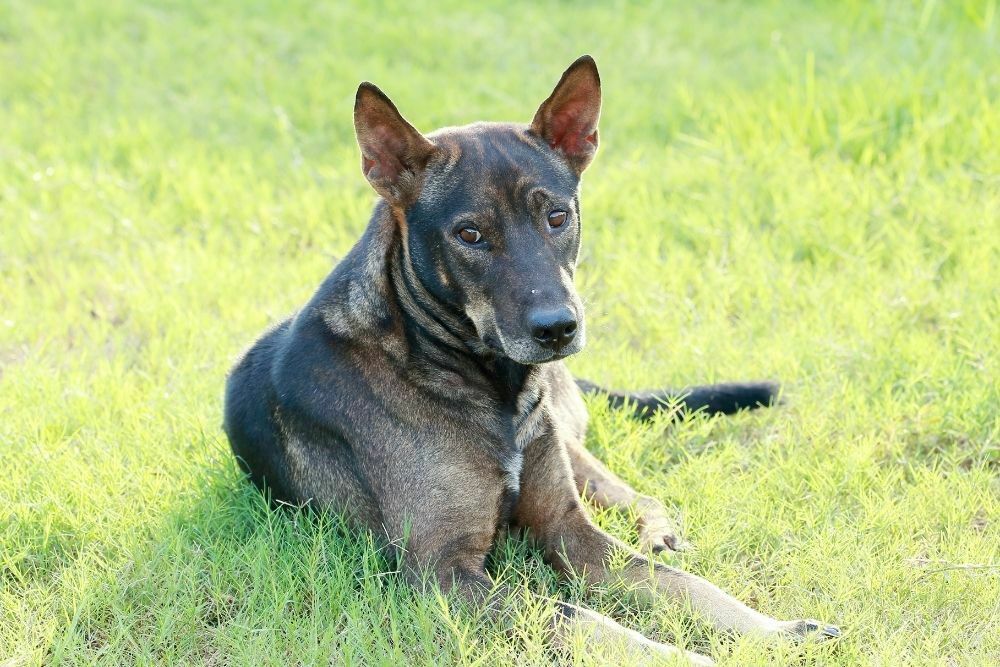 Thai ridgeback