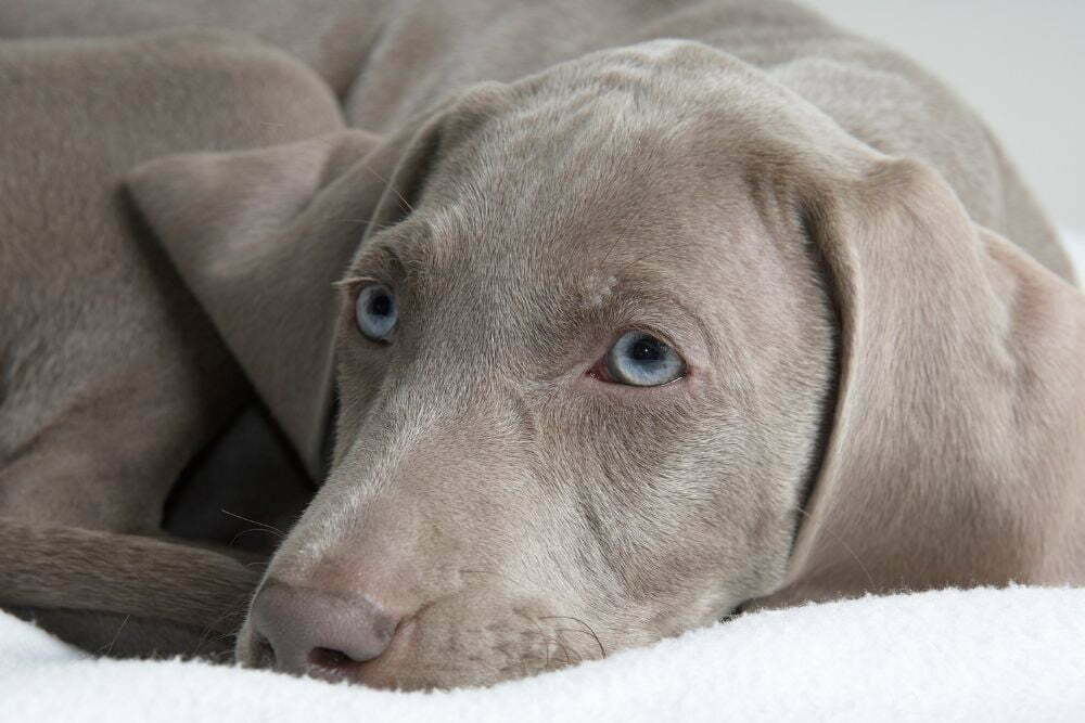 Weimaraner