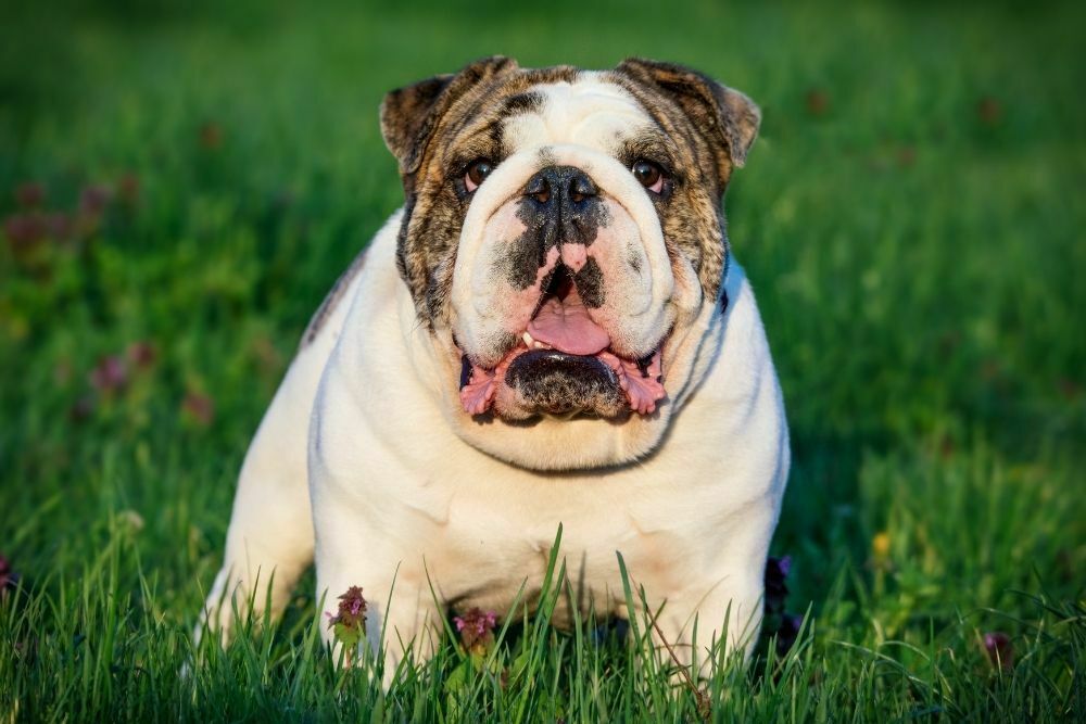 English bulldog sitting on grass