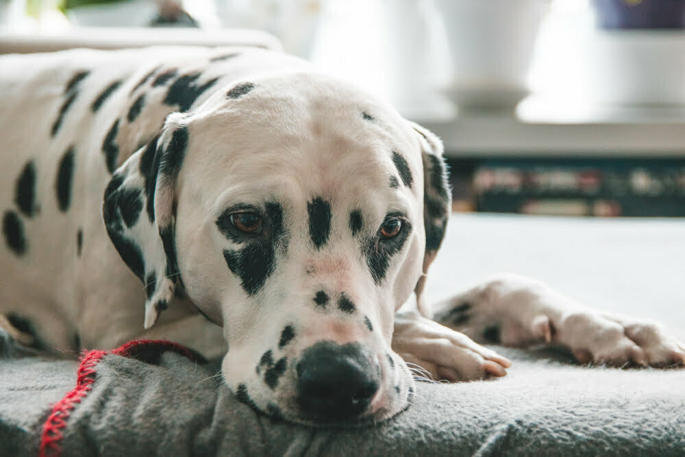 Dalmatian dog