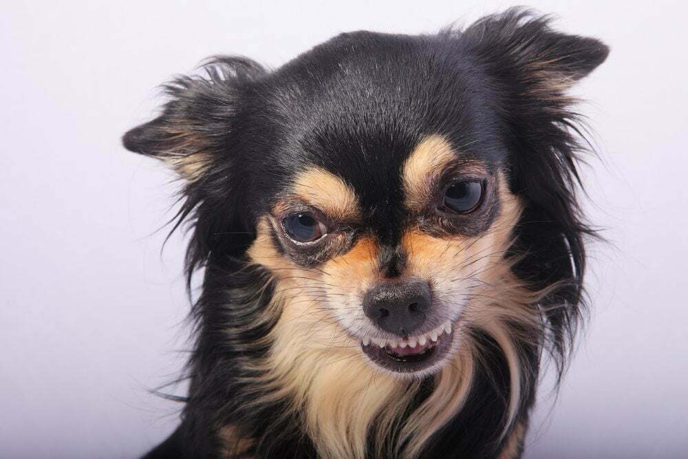 Aggressive chihuahua