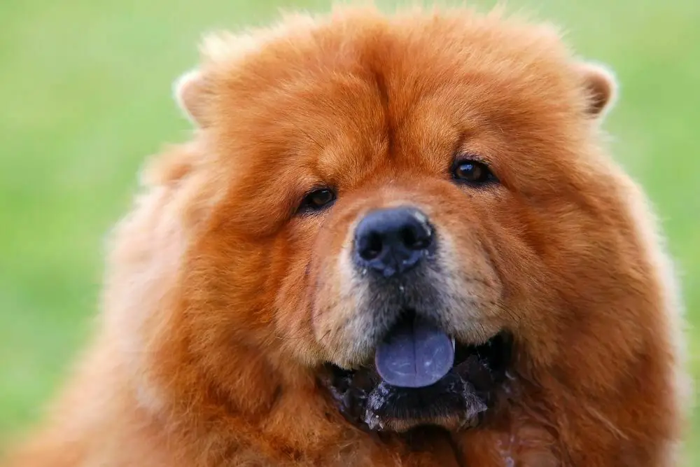 Chow chow with black tongue