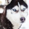 What dog breeds have blue eyes