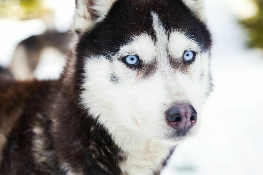 Blue eyed siberian husky