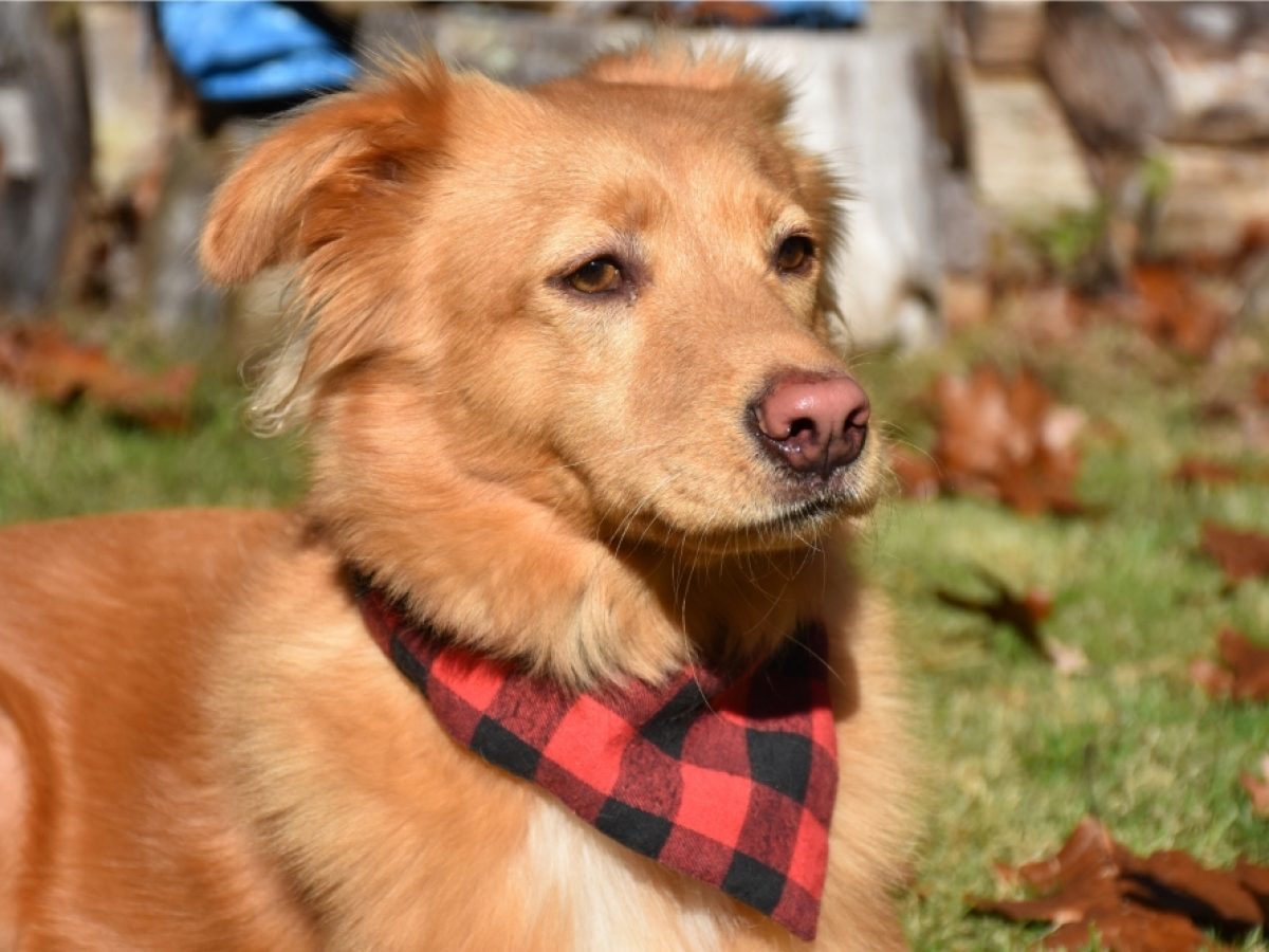 Can Dogs Have Pink Noses