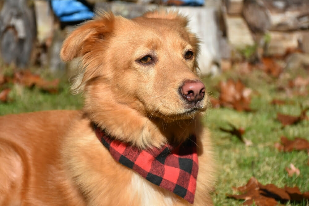 Dog with pink nose