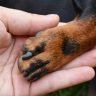 What dog breeds have webbed feet