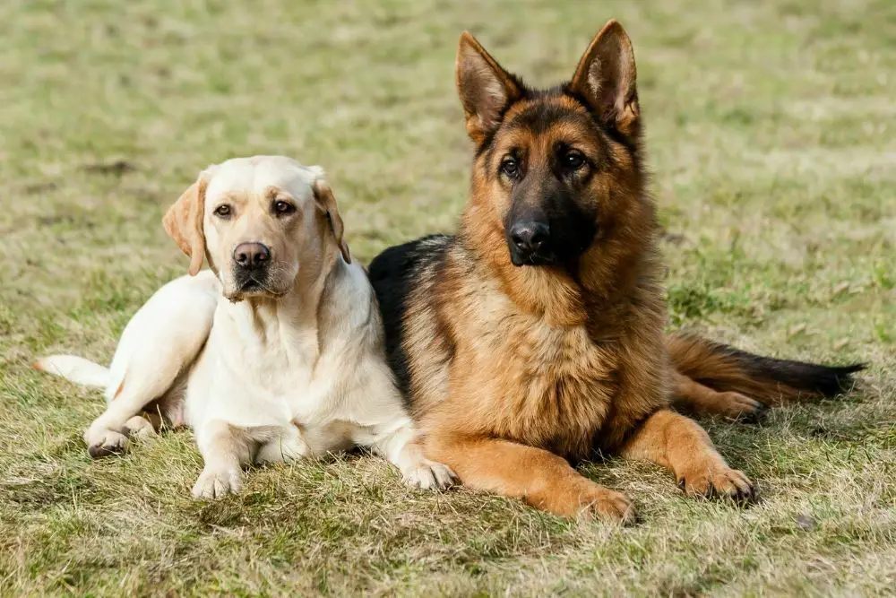 German shepherd and a golden retriever sitting on the grass