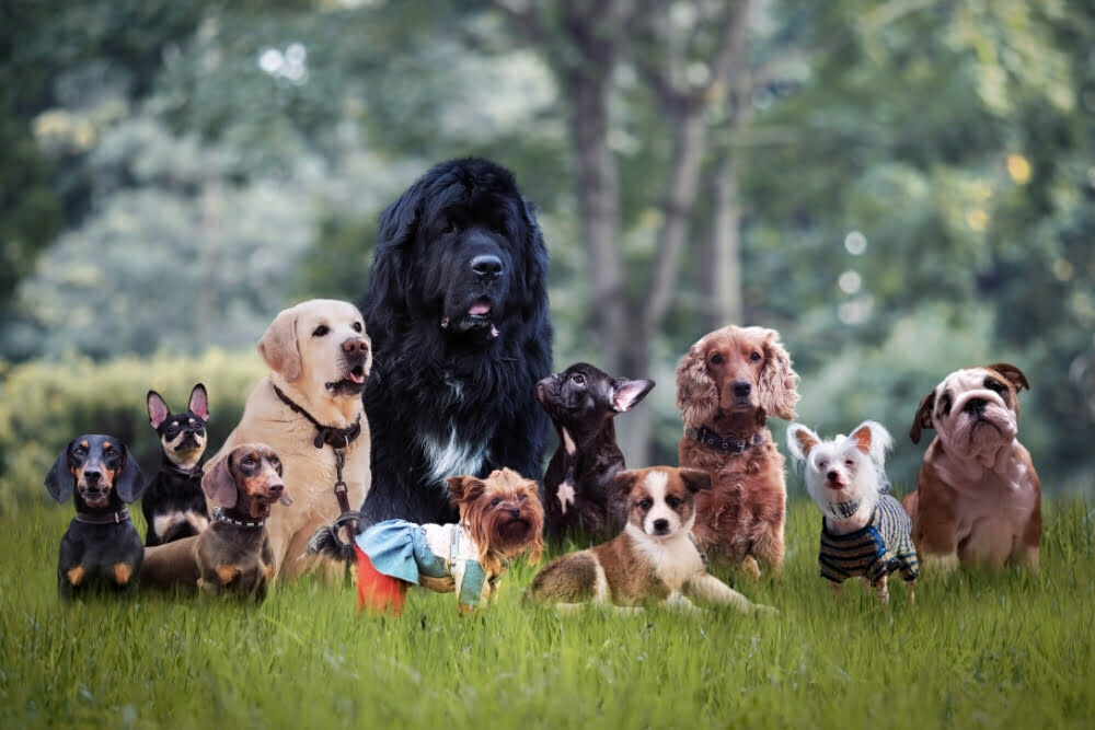 Dogs of different breeds